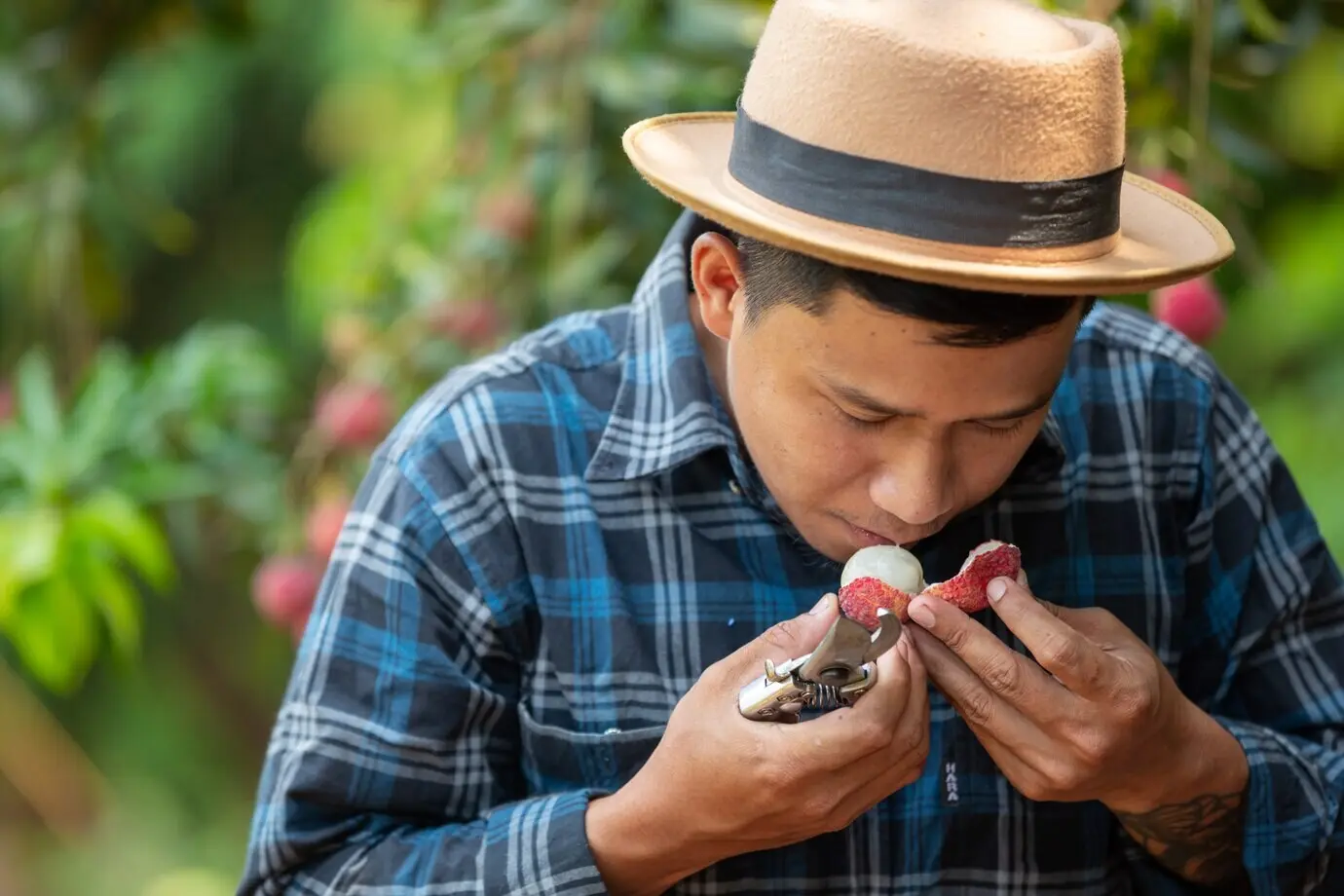 Landwirte untersuchen Litschis; Litschis im Garten.
